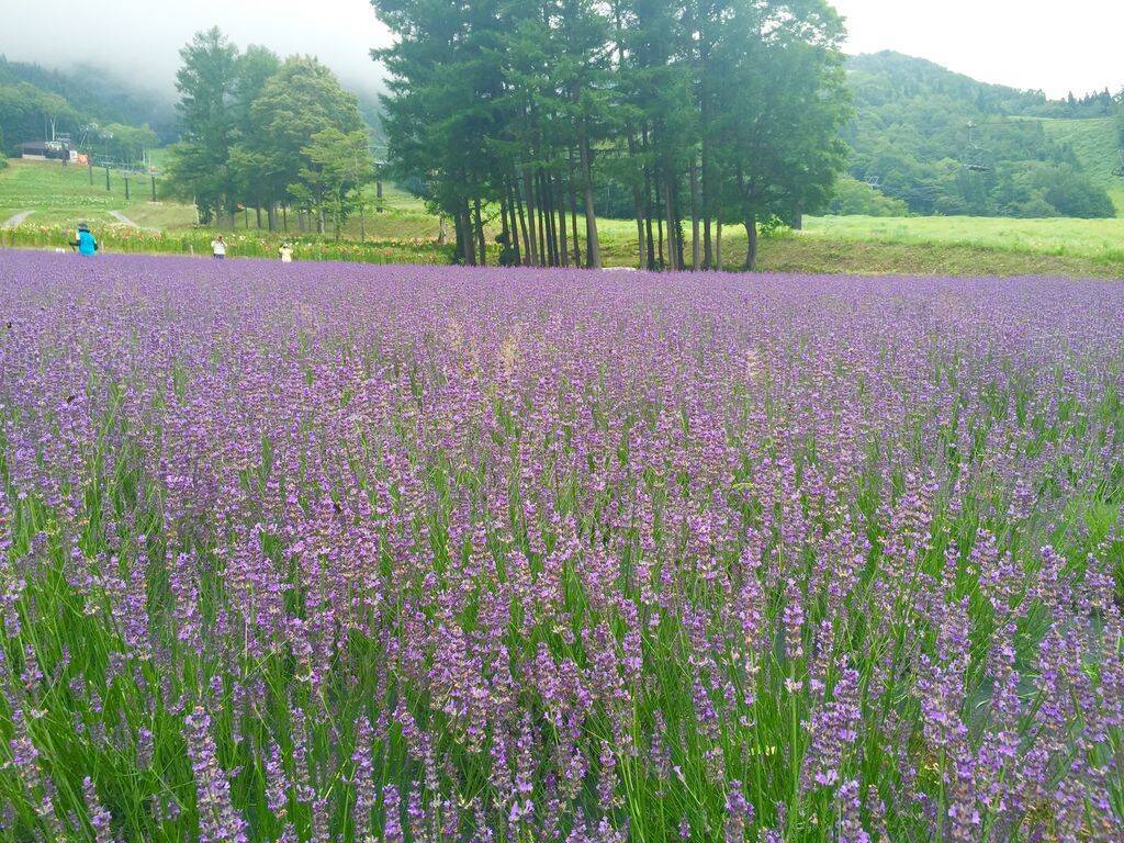 全国 初夏の絶景 ラベンダー畑 30選 色鮮やかで美しい紫色の絨毯を見に行こう ローリエプレス