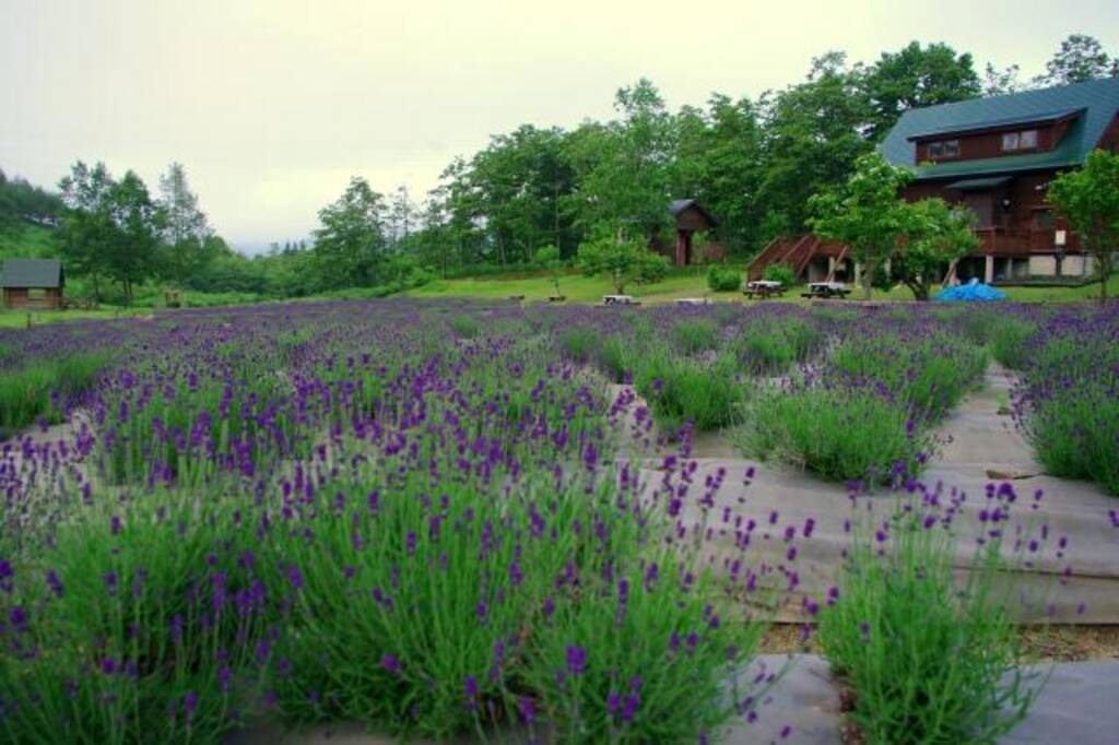全国 初夏の絶景 ラベンダー畑 30選 色鮮やかで美しい紫色の絨毯を見に行こう ローリエプレス