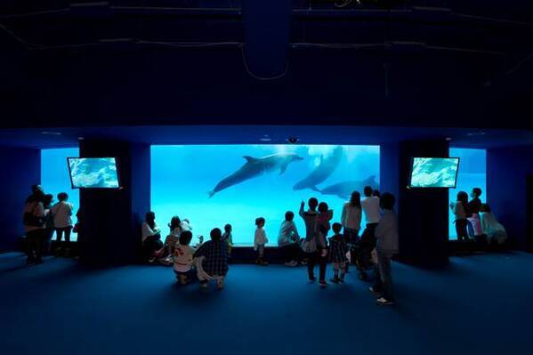 東京近郊 デートにおすすめの水族館9選 天空のペンギンやナイトイベントも ローリエプレス