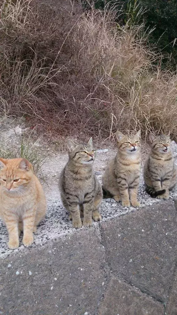 全国 猫に会える癒しの 猫島 ねこスポット 選 かわいい姿に悶絶必至 ローリエプレス