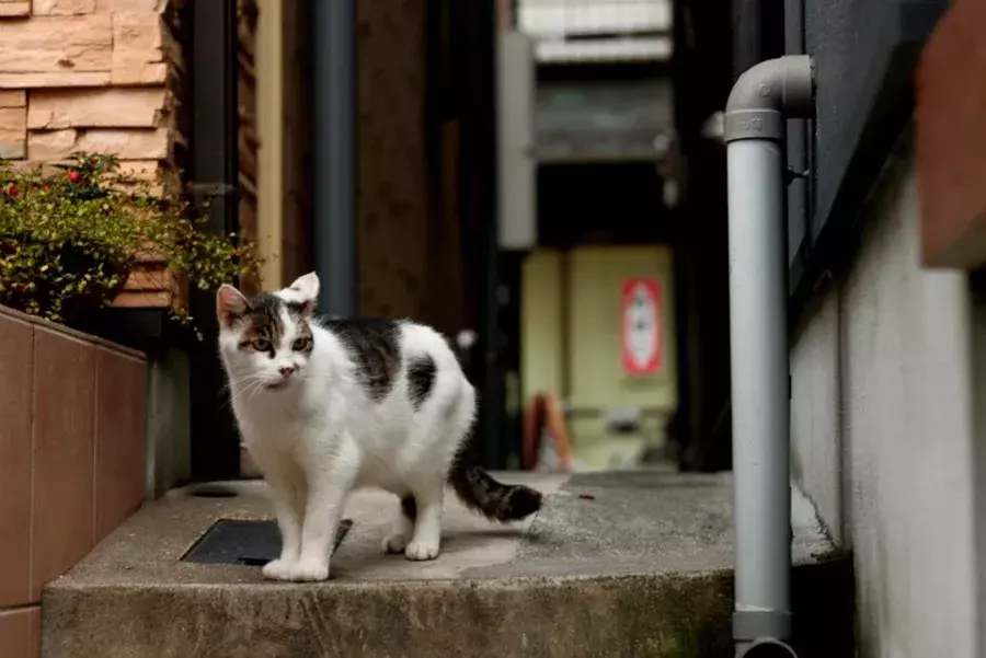 全国 猫に会える癒しの 猫島 ねこスポット 選 かわいい姿に悶絶必至 ローリエプレス