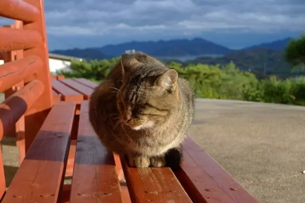 全国 猫に会える癒しの 猫島 ねこスポット 選 かわいい姿に悶絶必至 ローリエプレス