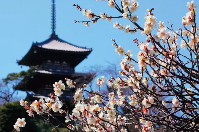 関東近郊 19年2月 3月が見頃の 花イベント 花まつり 11選 ローリエプレス