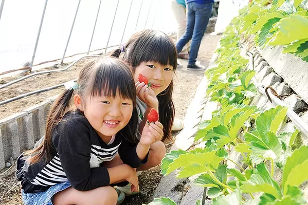 静岡のいちご狩り農園おすすめ14選 食べ放題で大満足 予約なしの農園も 19 ローリエプレス