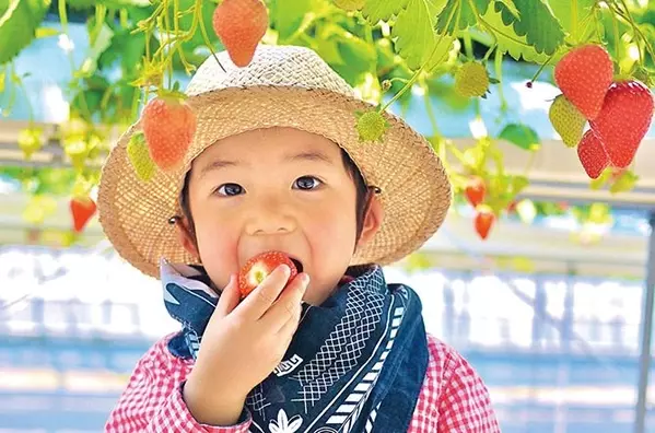 19保存版 東海のいちご狩り農園おすすめ36選 時期や料金もチェック ローリエプレス
