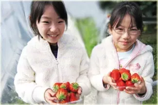 19保存版 東海のいちご狩り農園おすすめ36選 時期や料金もチェック ローリエプレス