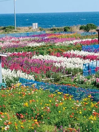 関東 2月3月見頃のお花畑スポット16選 絶景で春を先取り ローリエプレス