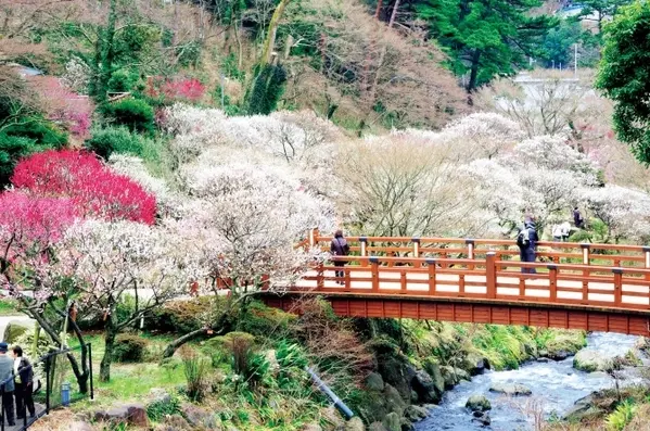 関東 2月3月見頃のお花畑スポット16選 絶景で春を先取り ローリエプレス