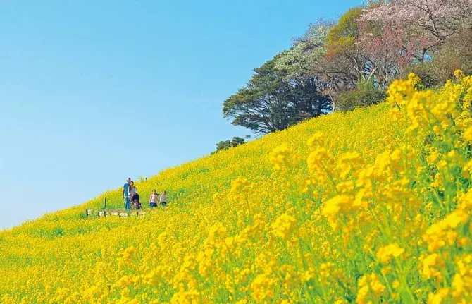 関東 2月3月見頃のお花畑スポット16選 絶景で春を先取り ローリエプレス