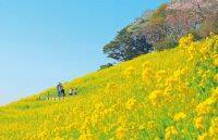 【関東】2月3月見頃のお花畑スポット16選！絶景で春を先取り！