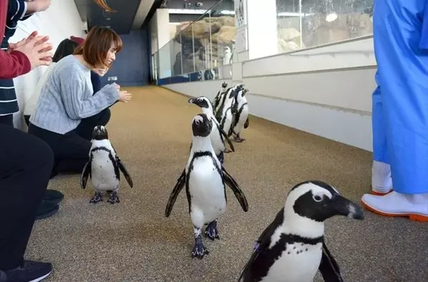 アイドルペンギン を間近で見られる 可愛い よちよち歩き にキュン 京都水族館 ローリエプレス