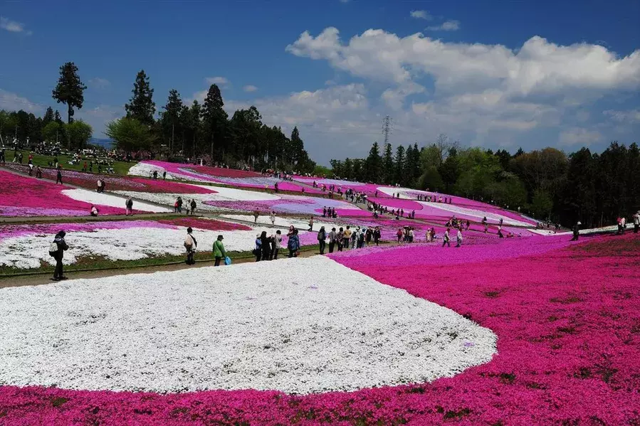 全国 芝桜の名所26選 一面ピンクの花の絨毯が絶景すぎる ローリエプレス