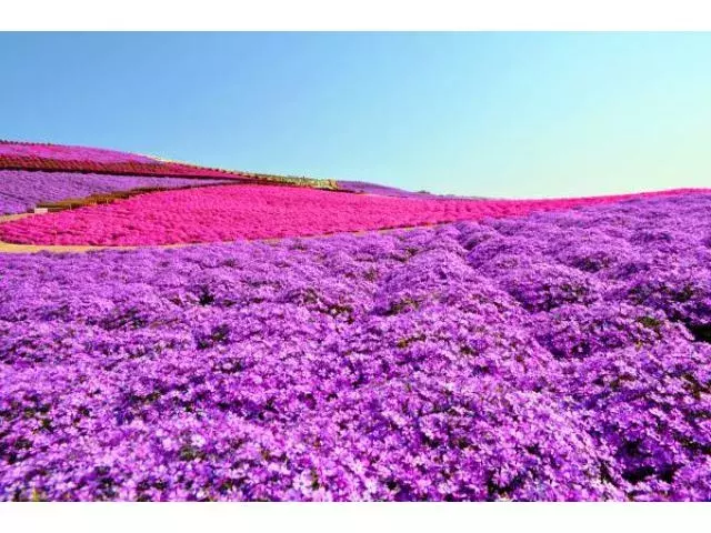 全国 芝桜の名所26選 一面ピンクの花の絨毯が絶景すぎる ローリエプレス