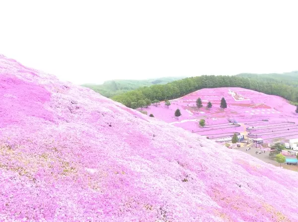 全国 芝桜の名所26選 一面ピンクの花の絨毯が絶景すぎる ローリエプレス