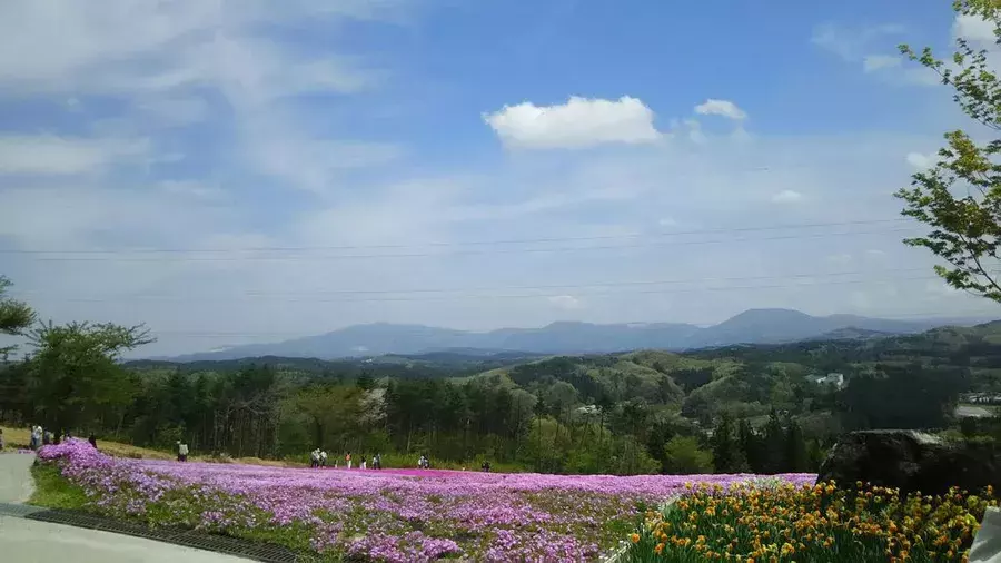 全国 芝桜の名所26選 一面ピンクの花の絨毯が絶景すぎる ローリエプレス