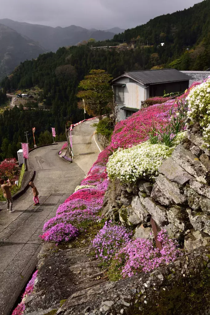 全国 芝桜の名所26選 一面ピンクの花の絨毯が絶景すぎる ローリエプレス