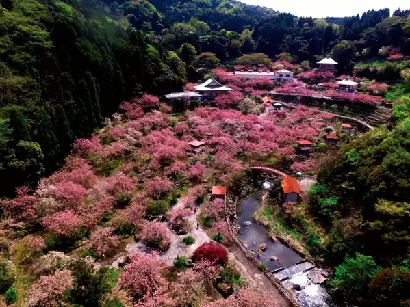 19 九州の 絶景桜 55選 名所から花見におすすめの穴場まで 見頃情報も ローリエプレス