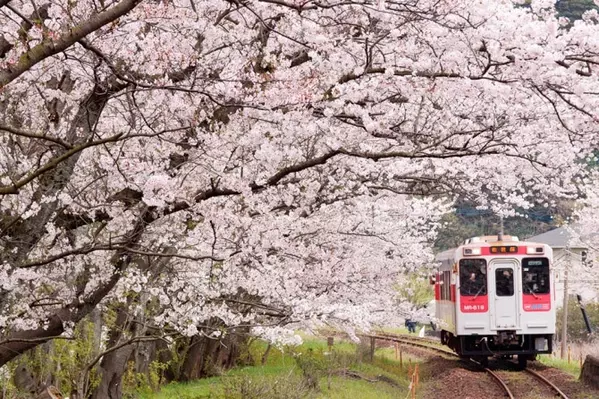 19 九州の 絶景桜 55選 名所から花見におすすめの穴場まで 見頃情報も ローリエプレス