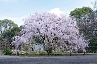 19 関東近郊のお花見スポット63選 名所から穴場まで 見頃もチェック ローリエプレス