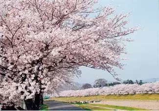 19 関東近郊のお花見スポット63選 名所から穴場まで 見頃もチェック ローリエプレス 19 関東近郊のお花見スポット63選 名所から穴場まで 見頃もチェック ローリエプレス