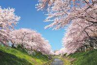 【2019】関西「桜絶景」おすすめ30選。名所から穴場、開花時期・見頃・混雑情報も