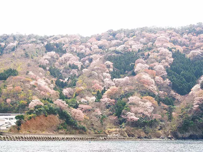 19 関西 桜絶景 おすすめ30選 名所から穴場 開花時期 見頃 混雑情報も ローリエプレス