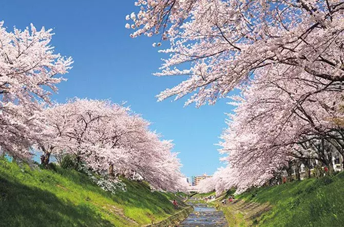 19 関西 桜絶景 おすすめ30選 名所から穴場 開花時期 見頃 混雑情報も ローリエプレス