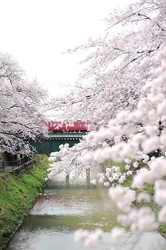 東海 19年桜まつり 花見イベント26選 見頃をチェック ローリエプレス