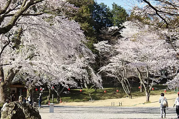 東海 19年桜まつり 花見イベント26選 見頃をチェック ローリエプレス