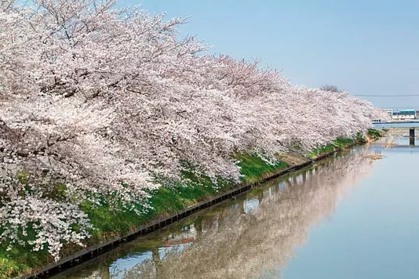 19 関東近郊の 桜絶景 17選 名所から穴場 開花時期 見頃 混雑情報も ローリエプレス