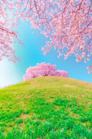 19 関東近郊の 桜絶景 17選 名所から穴場 開花時期 見頃 混雑情報も ローリエプレス