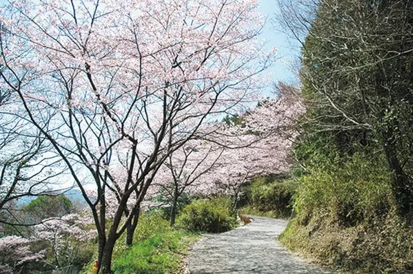 19 中国 四国 桜絶景 おすすめ23選 名所から穴場 開花時期 見頃 混雑情報も ローリエプレス