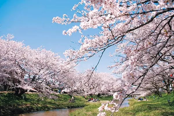 19 中国 四国 桜絶景 おすすめ23選 名所から穴場 開花時期 見頃 混雑情報も ローリエプレス