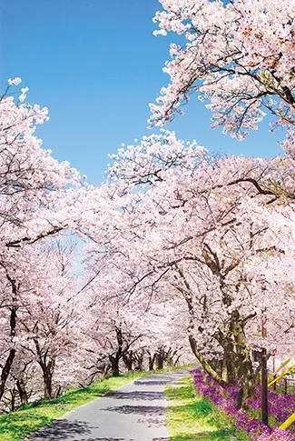 19 中国 四国 桜絶景 おすすめ23選 名所から穴場 開花時期 見頃 混雑情報も ローリエプレス