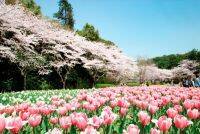 【関東近郊】感動の「花絶景」スポット26選。圧巻の桜並木トンネルも＜2019＞