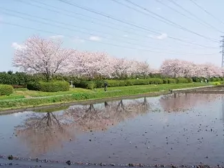 関東 19年桜まつり 花見イベント14選 おすすめの桜名所 見頃情報も ローリエプレス