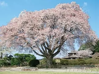 関東 19年桜まつり 花見イベント14選 おすすめの桜名所 見頃情報も ローリエプレス