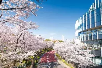 関東 19年桜まつり 花見イベント14選 おすすめの桜名所 見頃情報も ローリエプレス