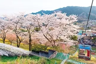 関東 19年桜まつり 花見イベント14選 おすすめの桜名所 見頃情報も ローリエプレス