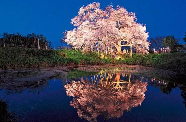 水面に映る 夜桜 ライトアップが幻想的 九州の絶景桜スポット5選 ローリエプレス