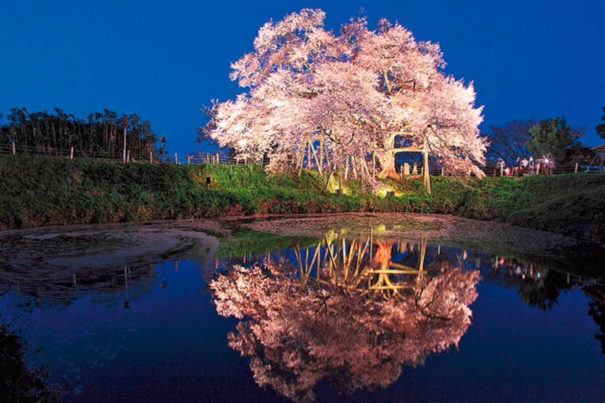 水面に映る 夜桜 ライトアップが幻想的 九州の絶景桜スポット5選 ローリエプレス