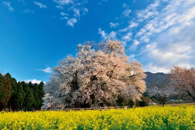 水面に映る 夜桜 ライトアップが幻想的 九州の絶景桜スポット5選 ローリエプレス