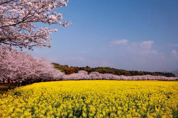 水面に映る 夜桜 ライトアップが幻想的 九州の絶景桜スポット5選 ローリエプレス