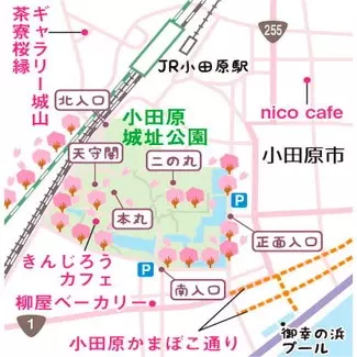 桜名所 小田原城 でお花見と城下町を満喫 19年見頃やイベント情報あり 神奈川 ローリエプレス