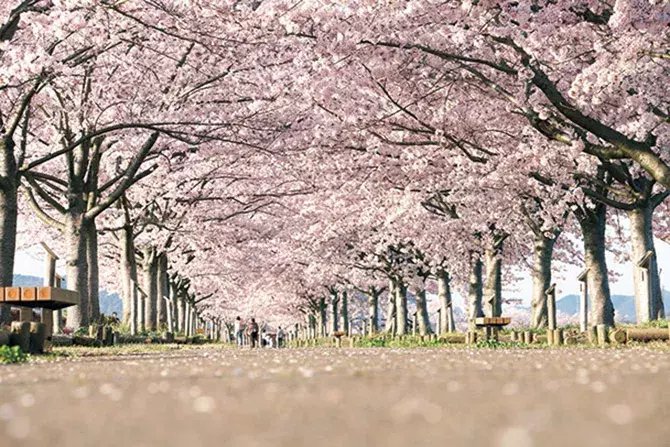 関西 19年桜まつり 花見イベント18選 おすすめの桜名所 見頃情報も ローリエプレス