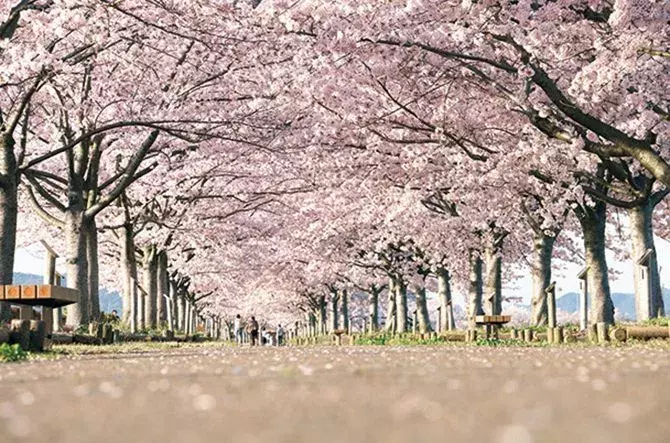 関西 19年桜まつり 花見イベント18選 おすすめの桜名所 見頃情報も ローリエプレス