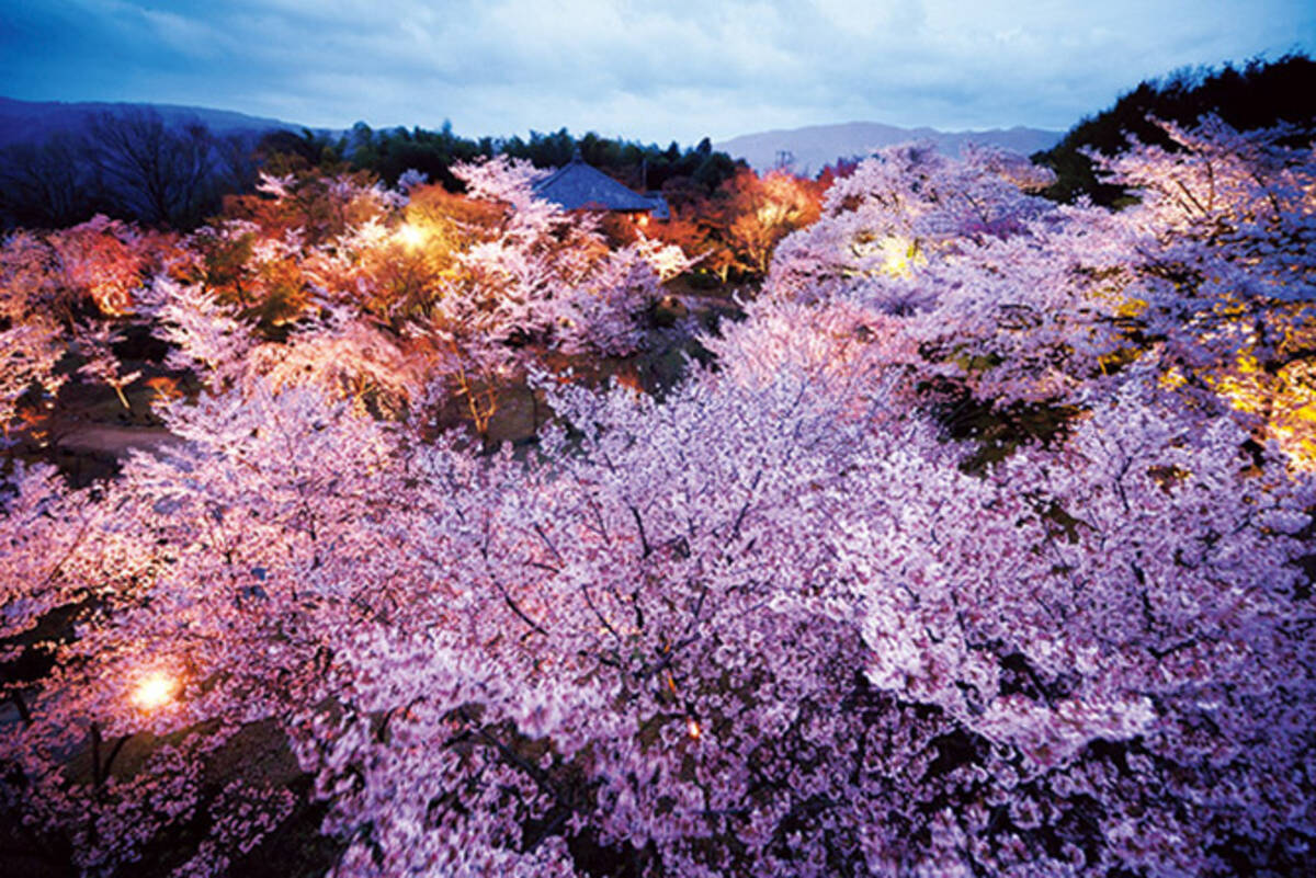 19 関西の夜桜スポット6選 ライトアップされた桜の下で花見を楽しもう ローリエプレス