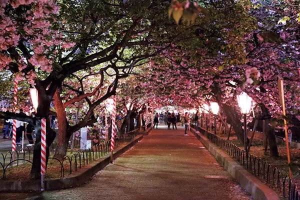 19 関西の夜桜スポット6選 ライトアップされた桜の下で花見を楽しもう ローリエプレス