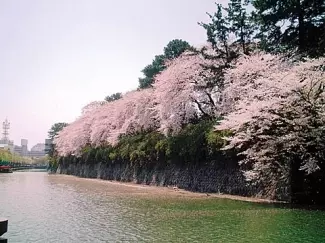 関東近郊 夜桜が楽しめる ライトアップお花見スポット33選 19 ローリエプレス