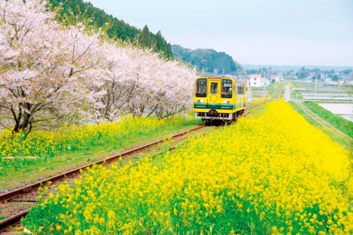 いすみ鉄道沿線の 桜 菜の花 情報19 ムーミン列車でお花見しよう 千葉 ローリエプレス